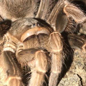 Acanthoscurria Musculosa