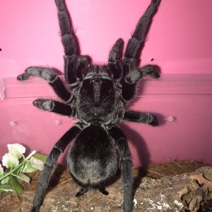 Grammostola Pulchra