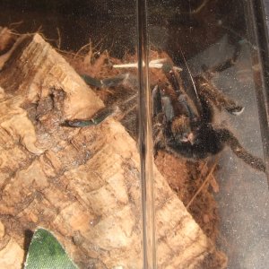 Ceratogyrus sanderi - Damara