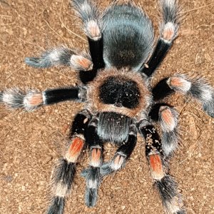 B smithi?