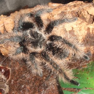 Brachypelma albopilosum Nicaragua - Nicarao