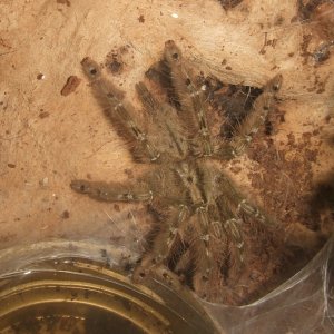 Stromatopelma calceatum - Sahara