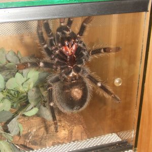 Lasiodora parahybana - Pip