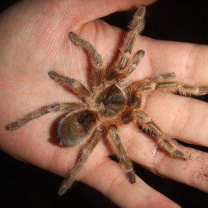 Grammostola sp. Maule