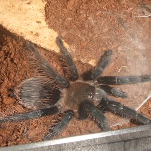 Brachypelma albopilosum Honduran - Lempa