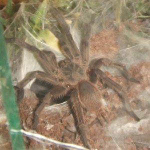 Chilobrachys sp Nong Ya Plong - Xian