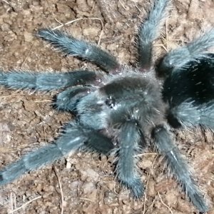 G. Pulchra