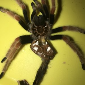 BRACHYPELMA BOEHMEI