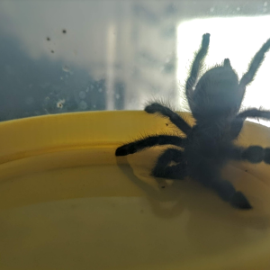 C. versicolor having a drink