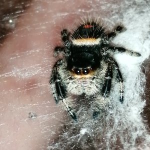 Jumping spider cuteness :-)