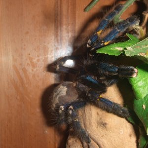 Poecilotheria metallica - Trip