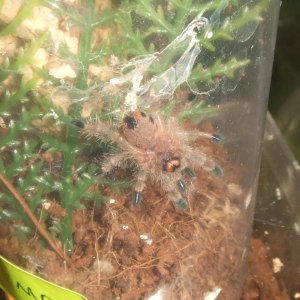 Avicularia minatrix - Pemon