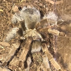 AF Aphonopelma Jonnycashi