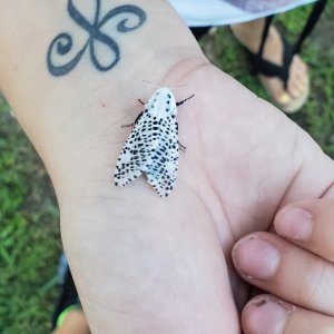 Dalmatian moth???