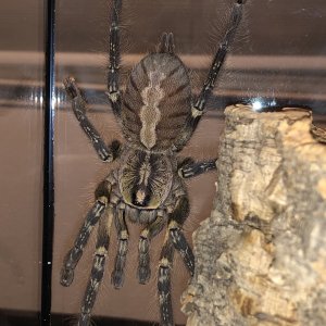 P. ornata female