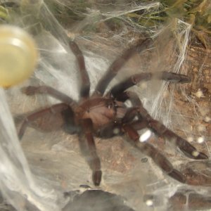 Thrigmopoeus truculentus - Ratta