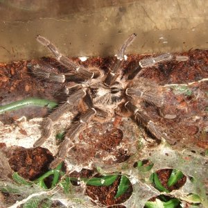 Ceratogyrus darlingii - Saan