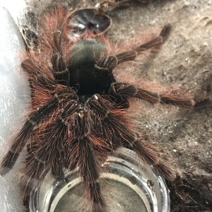 Freshly moulted Blondi