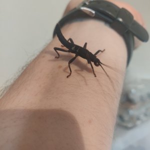 black beauty stick insect
