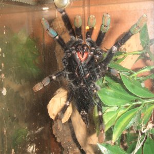 Lampropelma sp. Borneo Black - Sable