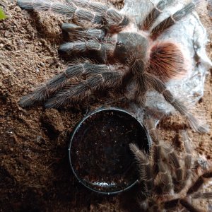 L.klugi freshly molted