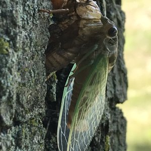 Molting Cicada