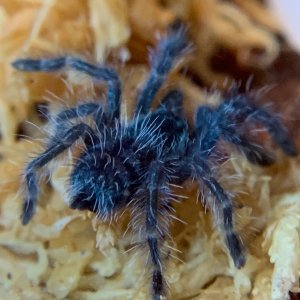 Electric Blue (C. Versicolor)