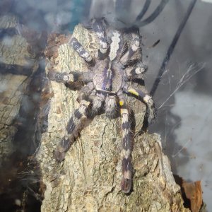 P.regalis