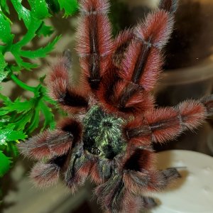 Adult female Caribena versicolor