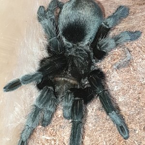 G Pulchra (Juvie)