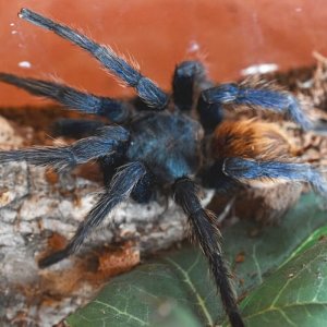 Male. Chromatopelma cyaneopubescens