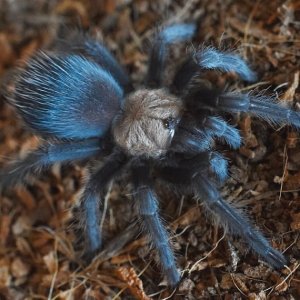 Monocentropus balfouri