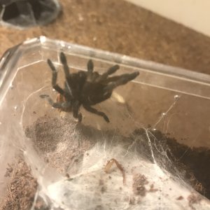 Gbb...