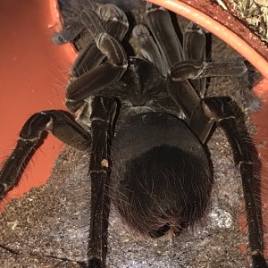 Huge female Stirmi