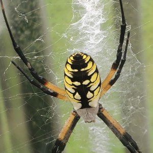 Argiope aurantia