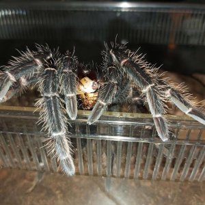 Lasiodora Parahybana