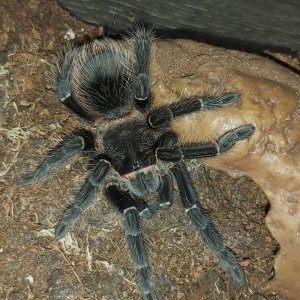 Lasiodora Parahybana