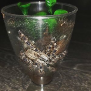 Poecilotheria Regalis