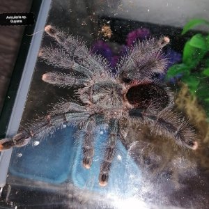 Avicularia Avicularia