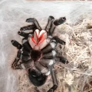 Lasiodora Parahybana