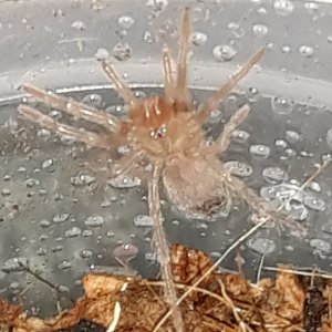 My 2nd L. parahybana sling