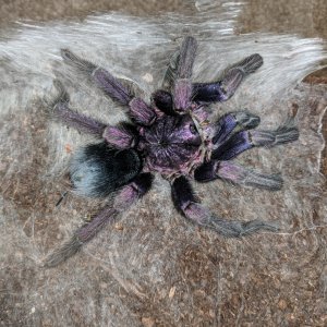 MM Phormictopus sp Dominican Purple