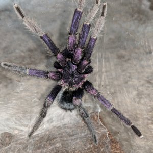 MM Phormictopus sp Dominican Purple