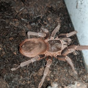 Acanthoscurria sp Atrox