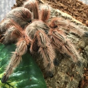 Freshly moulted G. Maule