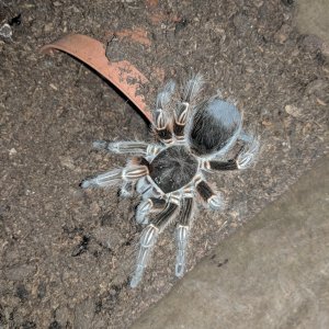 Acanthoscurria Insubtilis