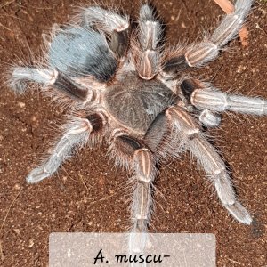 A. musculosa