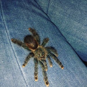 Avicularia Avicularia