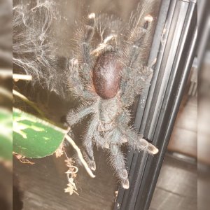 Avicularia Avicularia