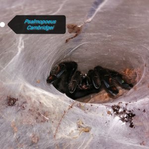 Psalmopoeus Cambridgei